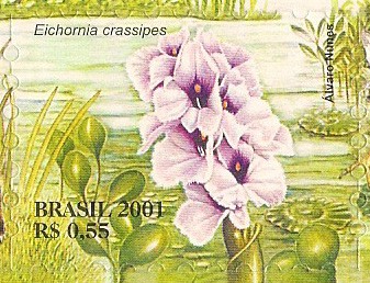 Serie Pantanal - Eichornia crassipes