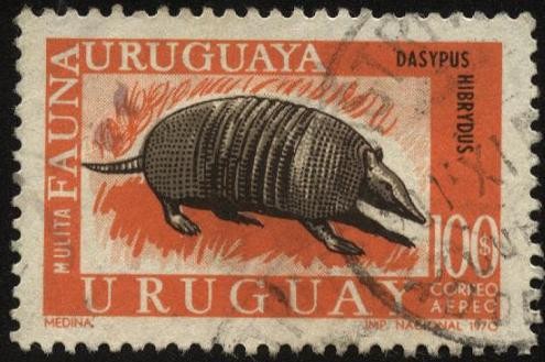Fauna uruguaya. La mulita. Dasypus hibrydus. 