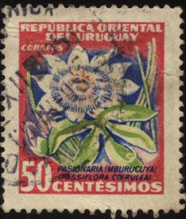 Flor de Pasionaria ( Mburucuyá ). Passiflora coerulea..