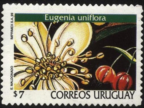Eugenia uniflora. Pitanga o ñangapiré.  Familia Myrtaceae.