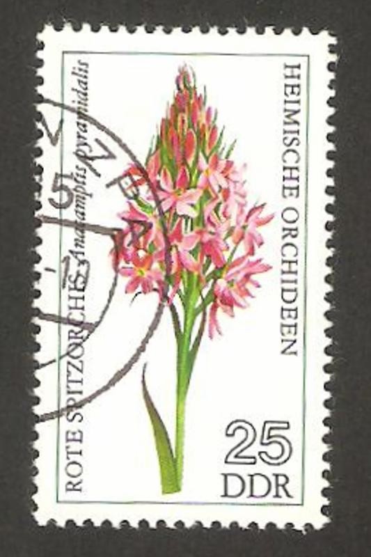 1813 - Orquídea anacamptis pyramidalis