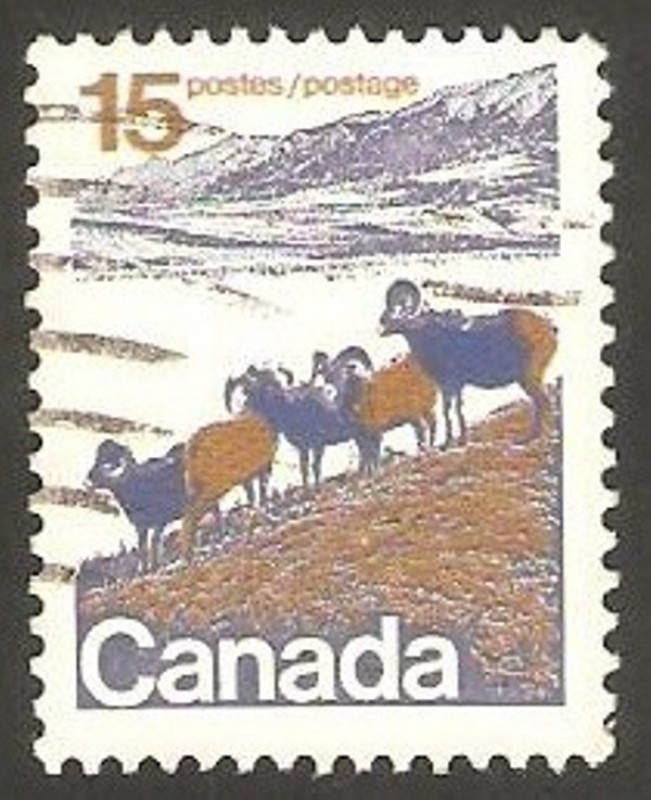 472 - Carneros de la región montañesa del oeste canadiense