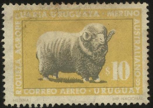 Riqueza agropecuaria uruguaya. Raza ovina. Merino Australiano. 