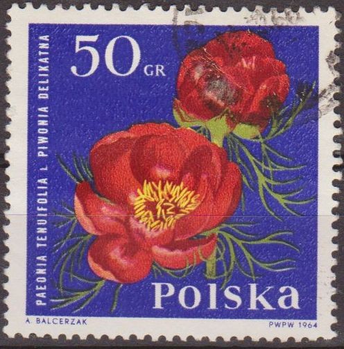 Polonia 1964 Scott 1281 Sello Flora Flor Peonia Paeonia Tenuifolia Usado Polska Poland Polen Pologne
