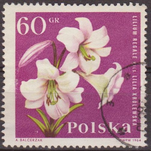 Polonia 1964 Scott 1282 Sello Flora Flor Lirio Lilium Regale Usado Polska Poland Polen Pologne 