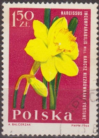 Polonia 1964 Scott 1285 Sello Flora Flor Narciso Narcissus Incomparabilis Usado Polska Poland Polen 