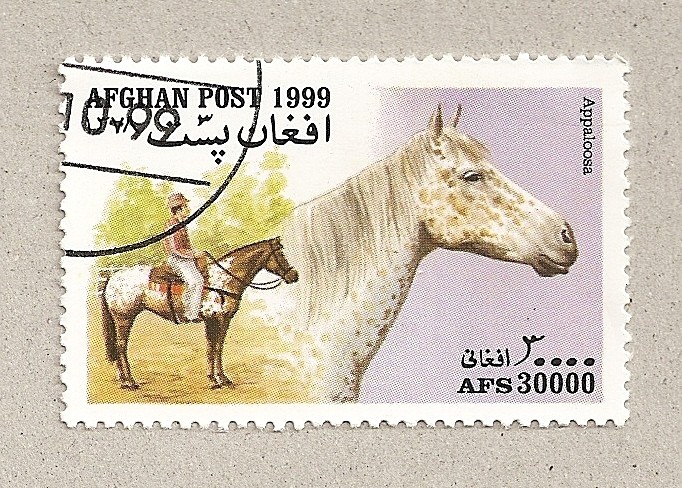 Caballos