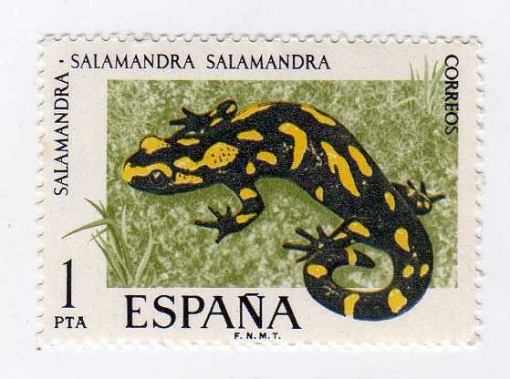 Salamandra