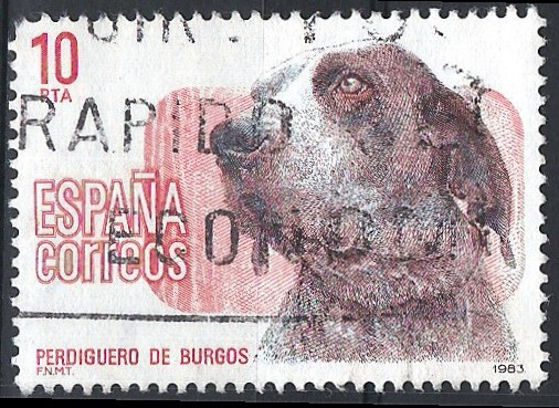 2711 Perdiguero de Burgos.