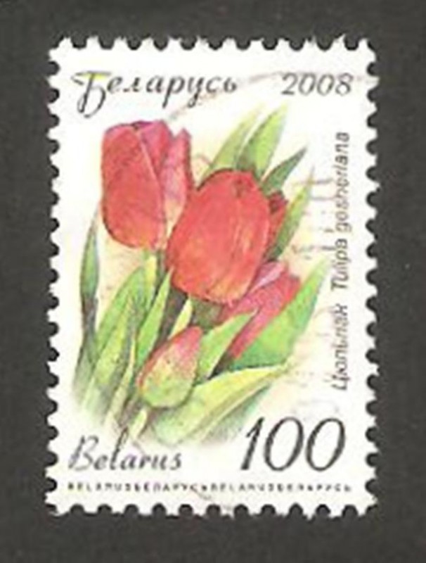 626 - Tulipán, flor de jardín