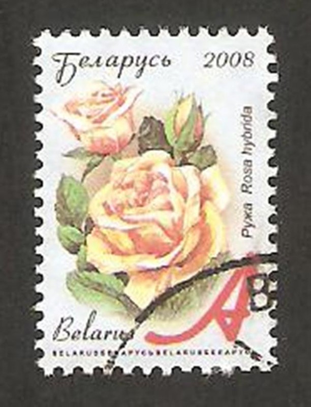 628 - rosa, flor de jardín