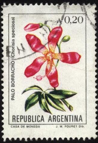 Flor de Palo Borracho. Chorisia speciosa.