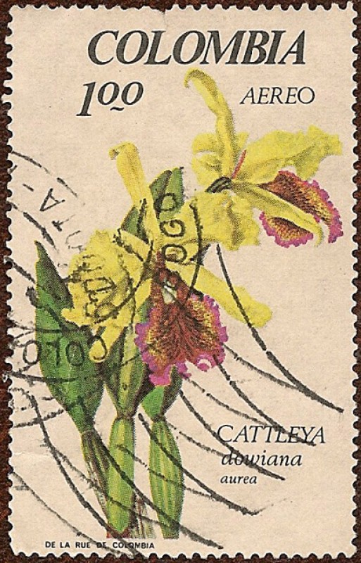Serie Orquídeas: Cattleya dowiana aurea