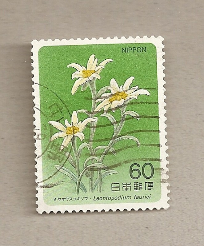 Flor Leontopodium faurei