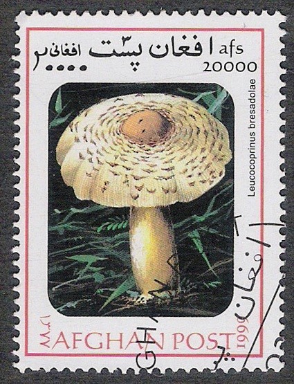 SETAS-HONGOS: 1.100.032,02-Leucocoprinus bresadolae  -Mch.1843