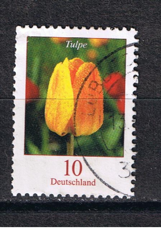 Tulipe