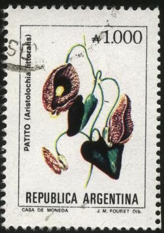Flor del Patito. Aristolochia  littoralis.