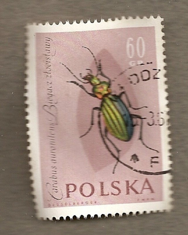 Escarabajo Carabus aurolinens