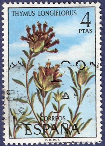 Flora