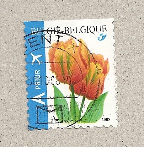 Tulipanes