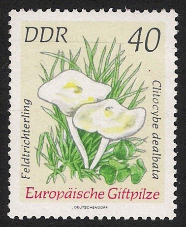 SETAS-HONGOS: 1.152.018,00-Clitocybe dealbata