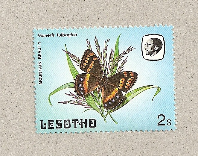 Meneris Tulbaghia