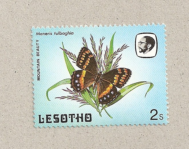 Mariposa Meneris tulbaghia