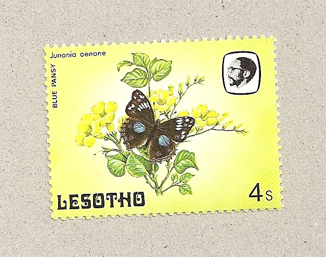 Mariposa  Junonia oenone