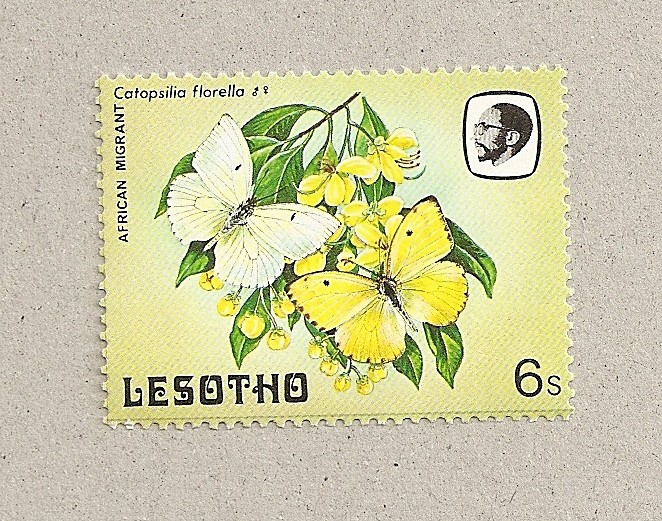 Mariposa Catopsilia florella