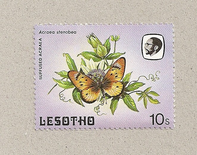 Mariposa Acraea stenobea 