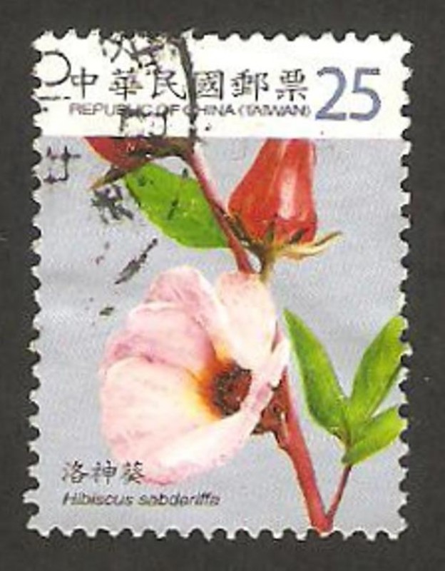 3202 - flor hibiscus sabdariffa