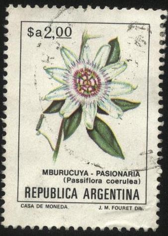 Flor de Pasionaria ( Mburucuyá ). Passiflora coerulea.