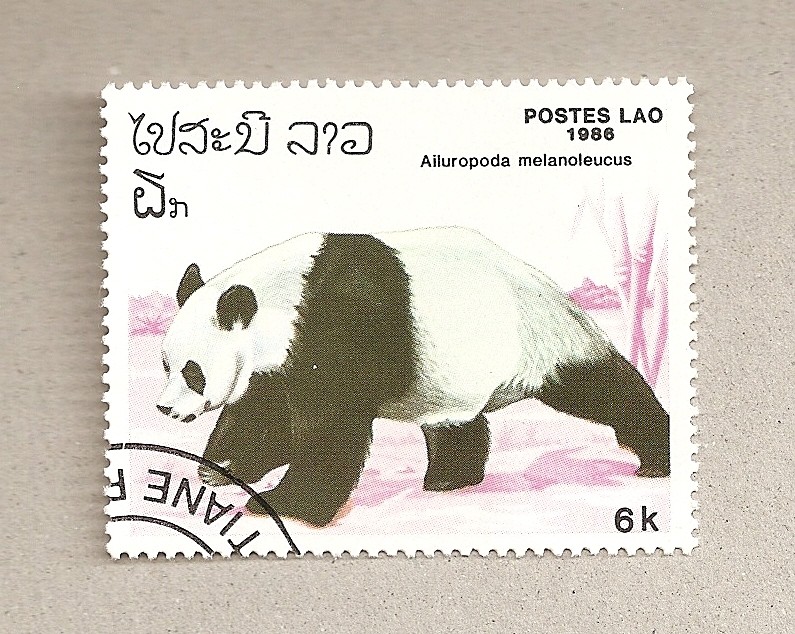 Oso panda