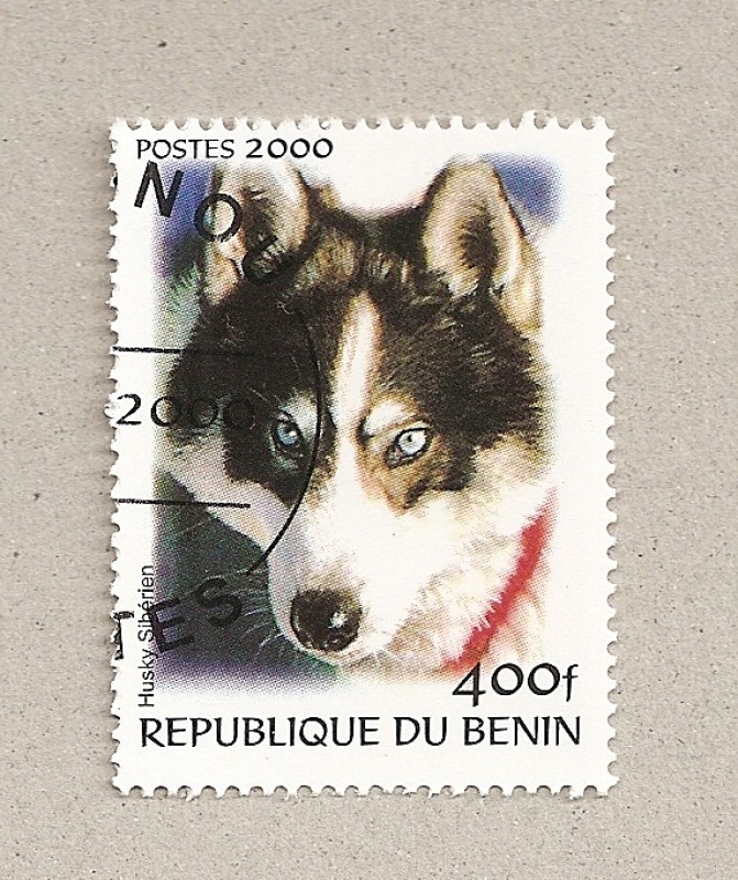 Perro Husky Siberiano