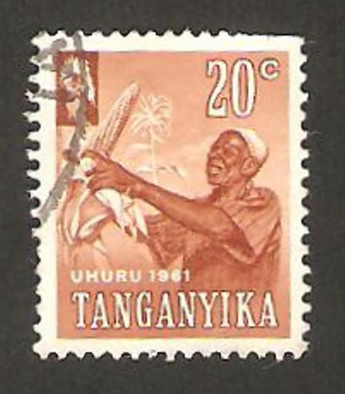 Tanganika - recoleccion de maíz