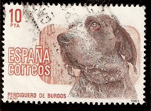 Perros de raza española, Perdiguero de Burgos