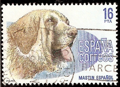 Perros de raza española. Mastin español