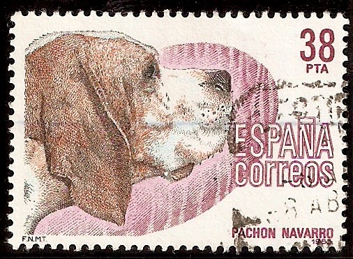 Perros de raza española. Pachón navarro