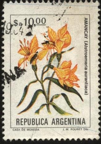 Flor Amancay - Alstroemeria aurantiaca - 