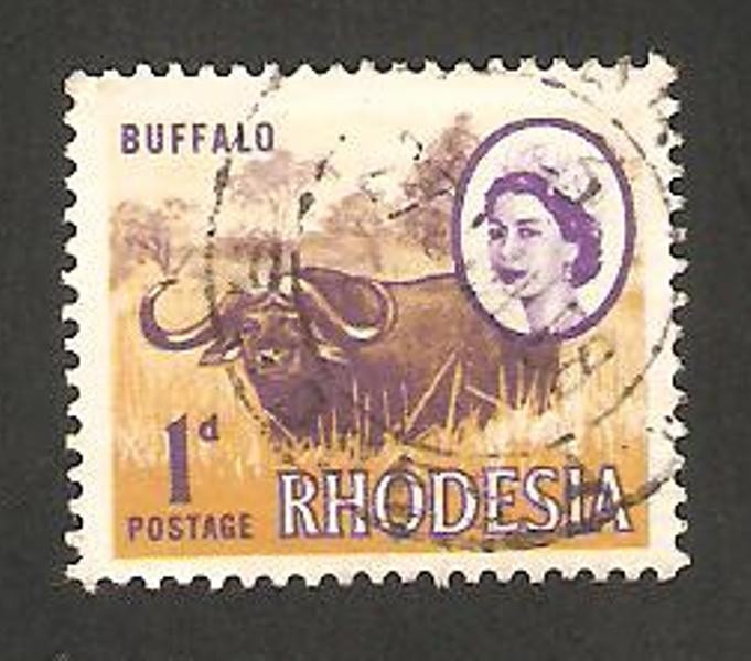 rhodesia - elizabeth II y un búfalo 