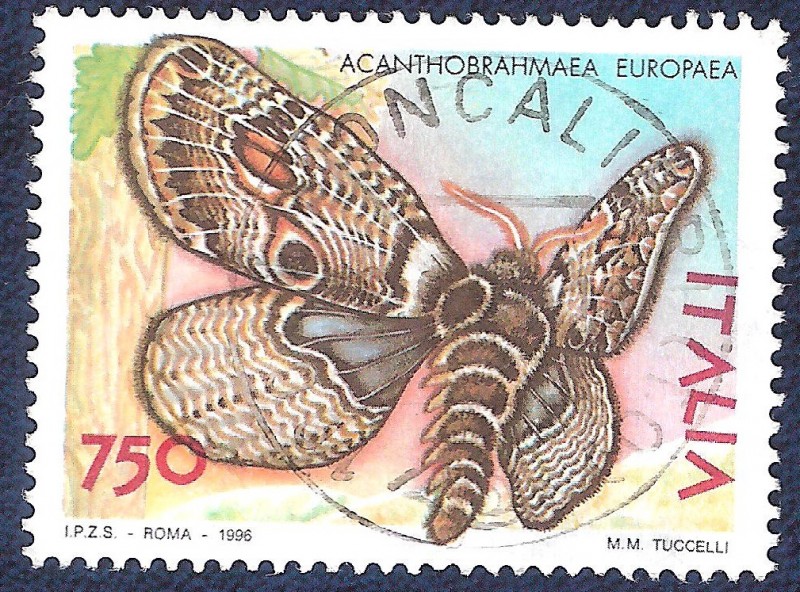 Acanthobrahmae europaea