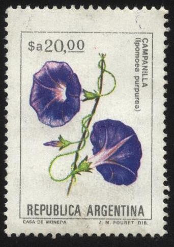 Flor de Campanilla. - Ipomoea purpurea.