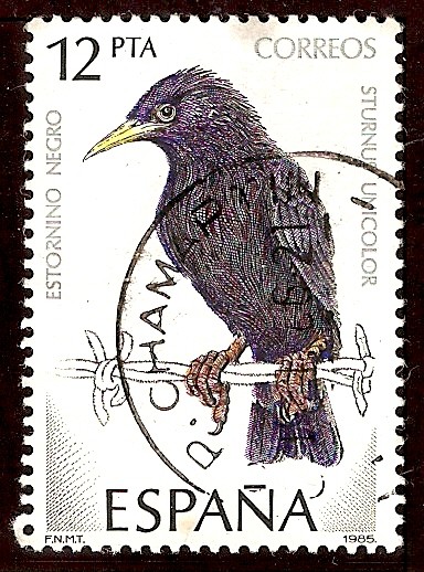 Pájaros. Estornino negro