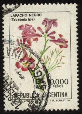 Flor de Lapacho Negro - tabebuia ipe - 
