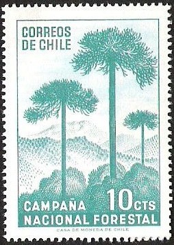 CAMPAÑA NACIONAL FORESTAL