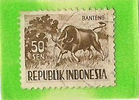 Banteng