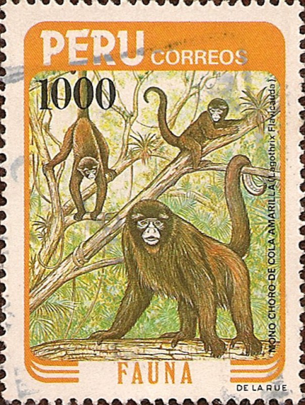 Mono Choro de Cola Amarilla (Lagothrix Flavicauda).