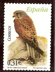 Cernícalo común (Falco tinnunculus)