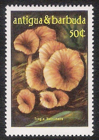 SETAS-HONGOS: 1.105.002,00-Trogia buccinalis