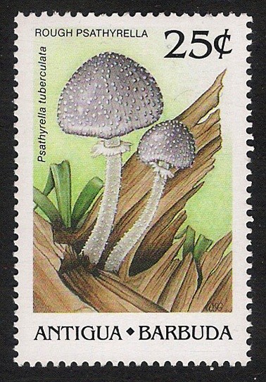 SETAS-HONGOS: 1.105.012,00-Psathyrella tuberculata